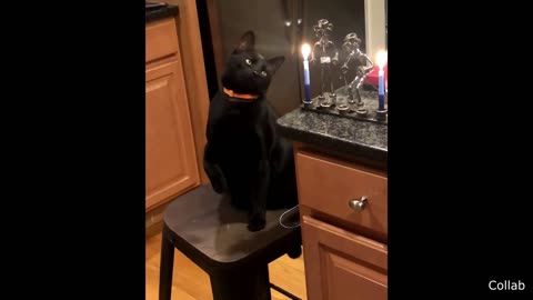 Curious Cat Smacks a Candle