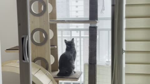 What does Russian Blue living in Korea do when they see snow for the first time?