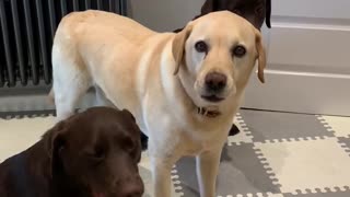 Patient dogs perform tricks for their lunch