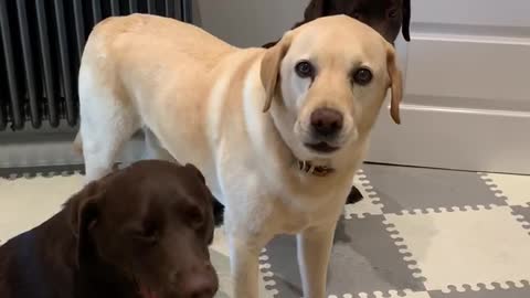 Patient dogs perform tricks for their lunch