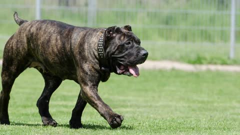 TOP 10 Bravest Dog Breeds In The World!