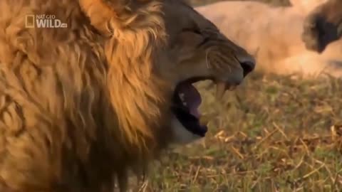 Lion funny laughing meme😂😂😂