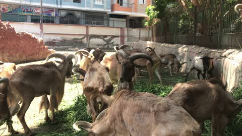 Barbary Sheep in the Zoo