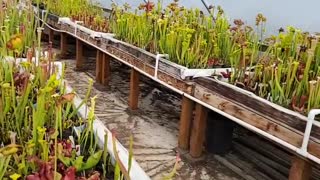 The wonderful world of carnivorous plants