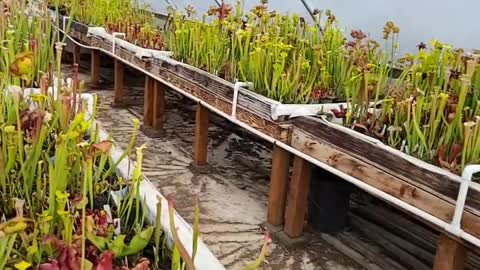 The wonderful world of carnivorous plants