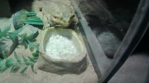 bearded dragon eating habits