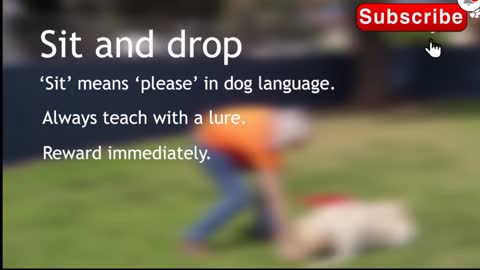 Awesome Dog "Training Sit & Drop"