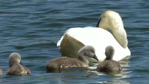 Mother duck takes ducklings for a swim at the lake!