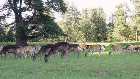 A herd of fallow deer grazes in a meadow by a forest on a sunny day