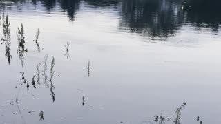 Geometric formations of geese and chicks in the river