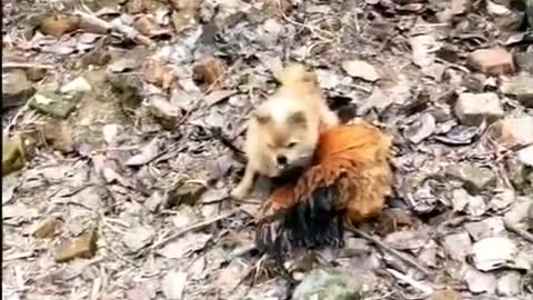 Chicken VS Dog funny fight. Adorable animals fight