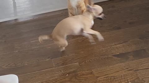 Chihuahua Wrestles Cat