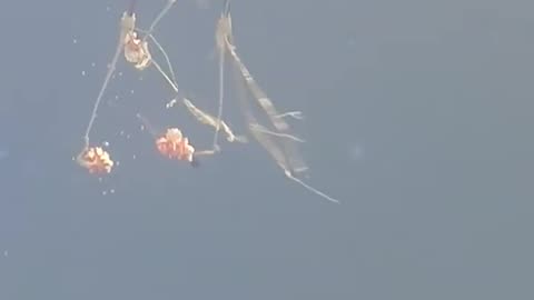 Orion spacecraft Reentry After Artemis Mission to the Moon