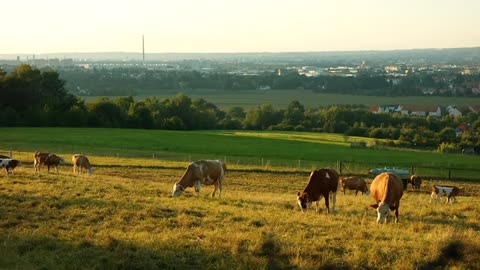 Look, this herd of cows is beautiful