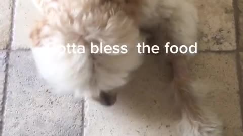 Blessing the kibble