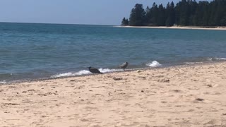 Seagull At Lake Michigan