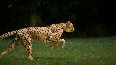 Incredible slow motion footage of a cheetah running at over 60mph (96km/h)