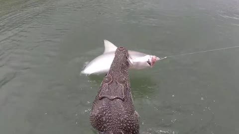 Crocodile Steals Shark Off Fisherman's Line