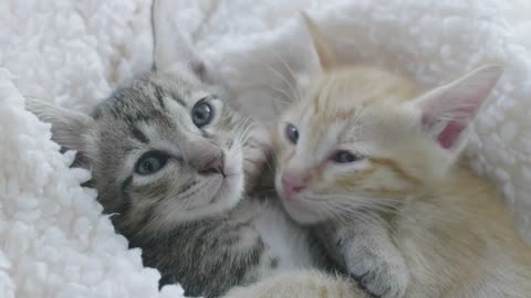 Slow motion of Lovely kitten hugging together on the bed with sweet dream