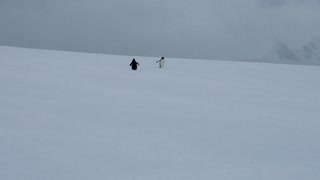 Penguins - Antarctica