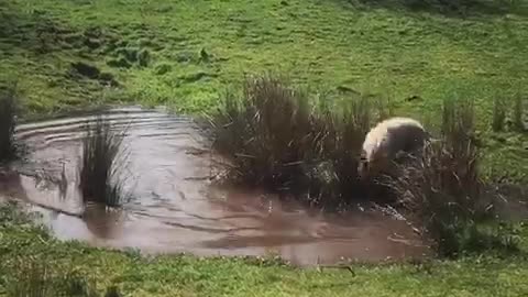 White dog running and jumping around pond getting muddy