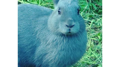 Beautiful rabbit