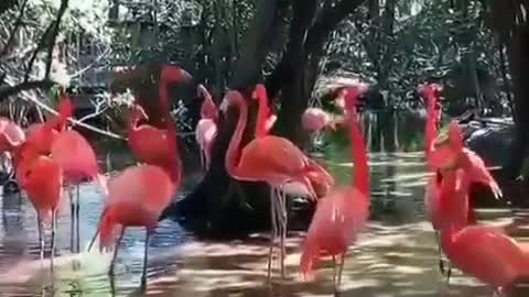 Wonderful Life of Pink Flamingos