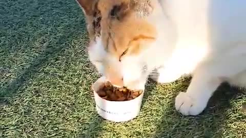 Giving feed to street cats in Korea.