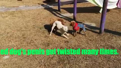 dog penis twisted,see what happens ?