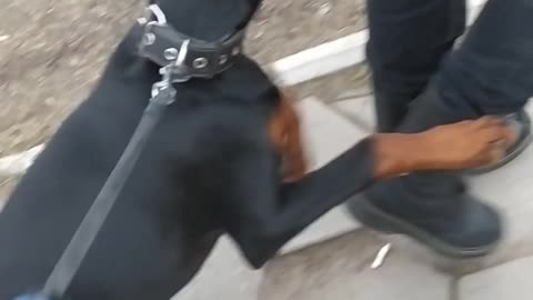 the dog bites the heels