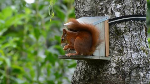 Amazing squirrel home