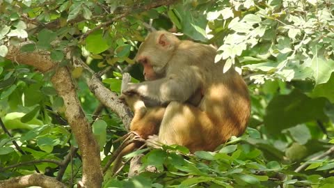 Funny Monkey family above the tree