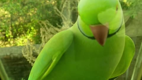 Beautiful green parrot on the edge of a glass window