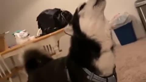 Dog howls on command