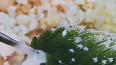 A Close-Up Look at a Tiny Sea Slug