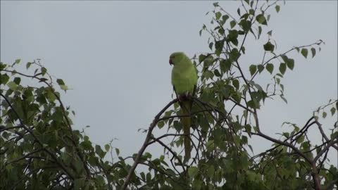 A free-roaming parrot sings in a tree