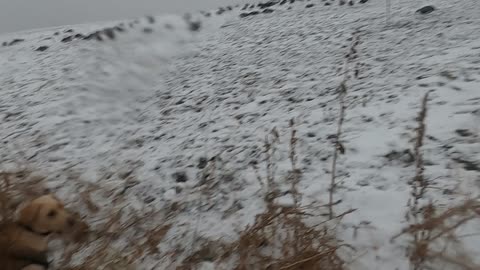 Yellow Lab Retrieving Goose After Hunt POV