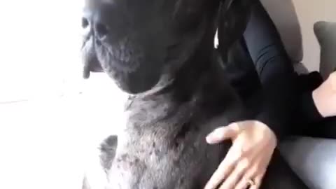 The Great Dane Video 55