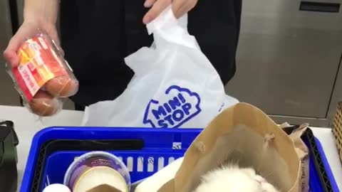 Kitty Comes Along on Shopping Trip