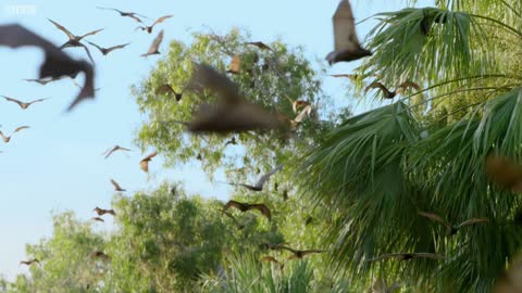 Flying Foxes Vs Freshwater Crocodile | Lands of the Monsoon | BBC Earth