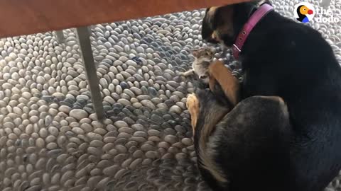 Stray Kitten Picks A Dog As Her Mom | The Dodo Cat Crazy