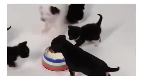 Puppy's meet kittens for the first time