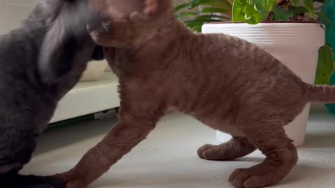 Close up of Kittens Playing near Plants