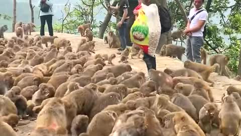 Feeding monkeys