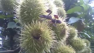 Frutos do urucum com 2 percevejos no jardim botânico [Nature & Animals]