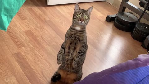 Pet serval loves getting attention from her owner