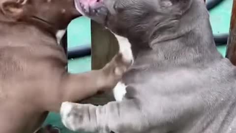 Cute puppies video