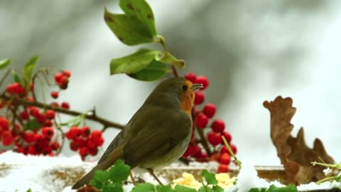 Birds Finding Foods