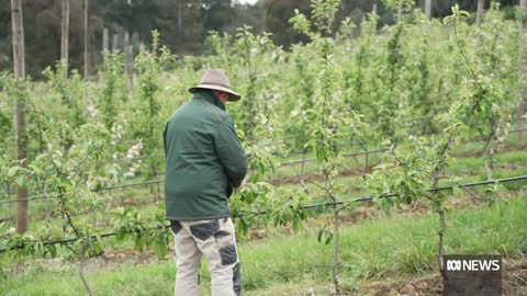 Door opens for US to send apples to Australia | ABC News