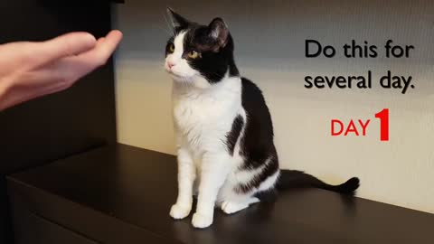 CAT TRAINING GOT HIGH FIVE WITH SIMPLE TRICKS